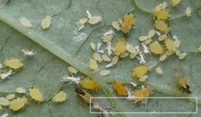 Попелиця - фото комах на листі огірка